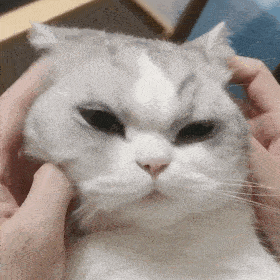  网红猫咪多宝猫咪表情包七
