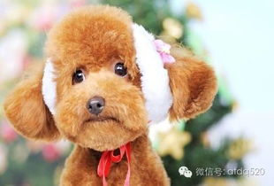  原来泰迪也是一个表情包
