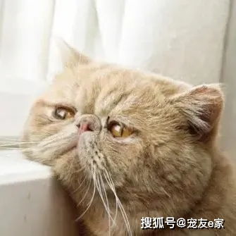  狗狗的焦虑症被橘猫治愈了