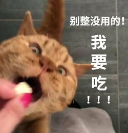  猫我只吃一口真的,就一口