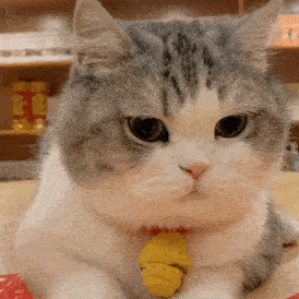  历史回顾网红猫咪大头表情包二