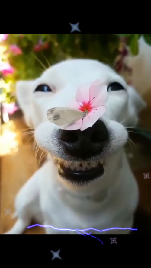  这狗子表情也太治愈了吧