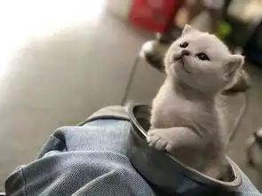  汪来喵去小猫咪好可爱,用个小碗就能装下它,拿掉小碗更可爱