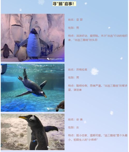  企鹅丢了鄂尔多斯野生动物园寻鹅启事其实是宣传文案