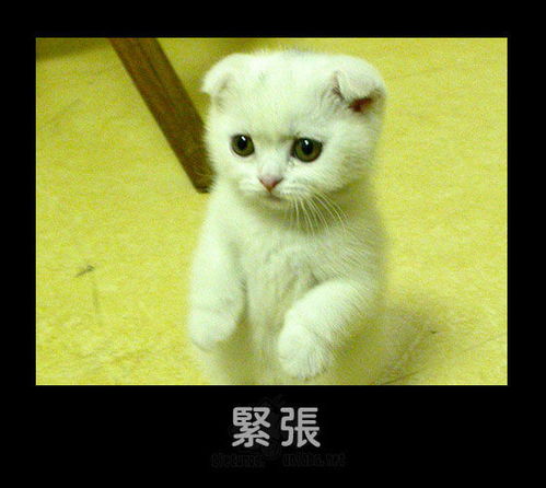  猫狗表情合集32p