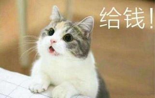  那些隐藏在光鲜背后的伤痛网红猫咪的另一面