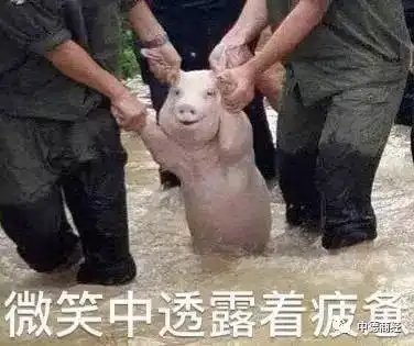 泰国胖网红表情包表情包