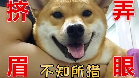 表情包是秋田还是柴犬老