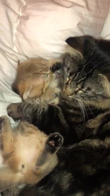  我刚想摸摸小猫,猫妈妈的眼神让我哭笑不得