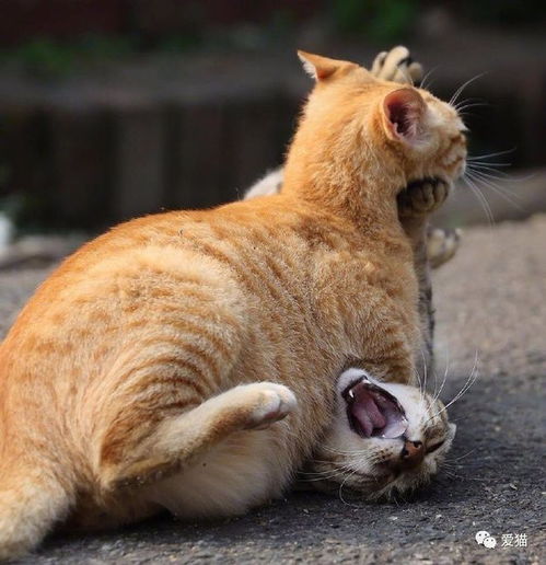 奇怪的知识猫表情包平板