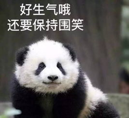  梧桐雨杨柳絮是谁送你来到我身边