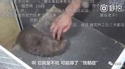  笑到泪奔竹鼠表情包窜上热搜吃它有一百种理由漂亮抑郁中暑