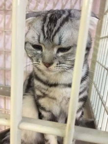  这只猫被关在笼子里,表情非常委屈,得知原因后,差点笑喷...