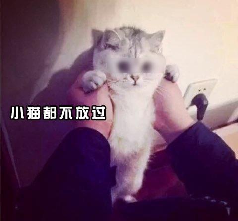  喵星人联名控诉铲屎官十宗罪,每一条都证据确凿