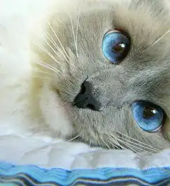  帮我看看,这只是什么品种的猫