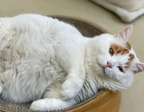  你还记得那只满脸委屈的小猫吗它被领养了,还住上了大别墅