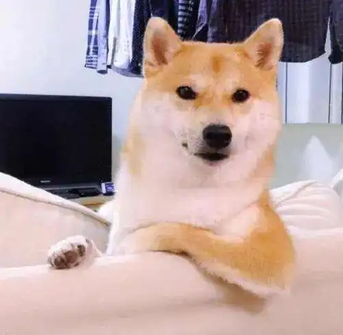 闪瞎眼表情包什么意思柴