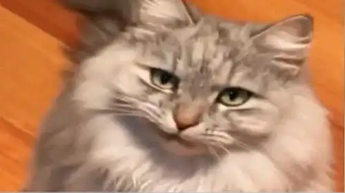  这是小猫咪可以摆出的表情嘛