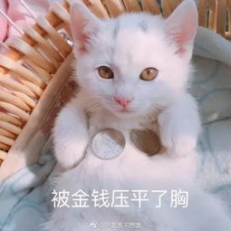 一大波猫咪表情包正在来袭,请接招...