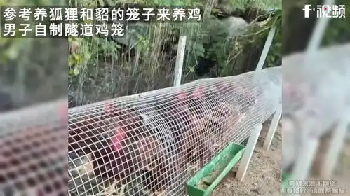  养狐狸和貂的笼子来养鸡,男子自制隧道鸡笼远离地面,不容易得病