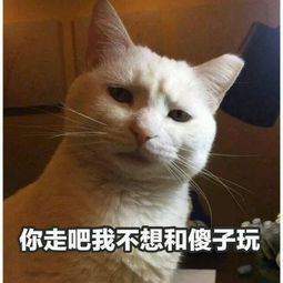  没事别说猫的坏话,否则下场很惨