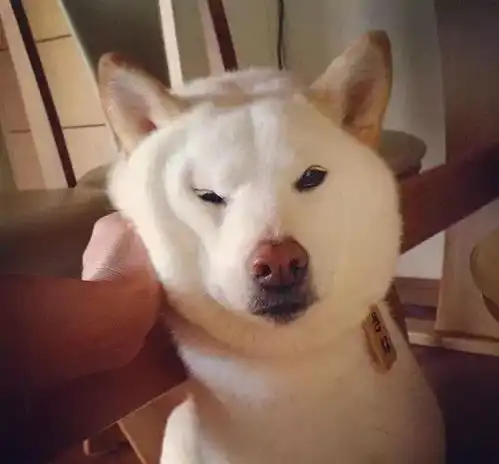  一白遮百丑,却遮挡不住柴犬的蠢萌劲