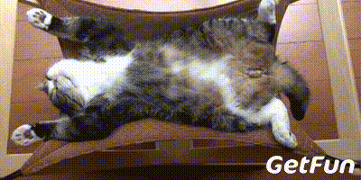  猫咪6大行为背后的奥秘你造吗
