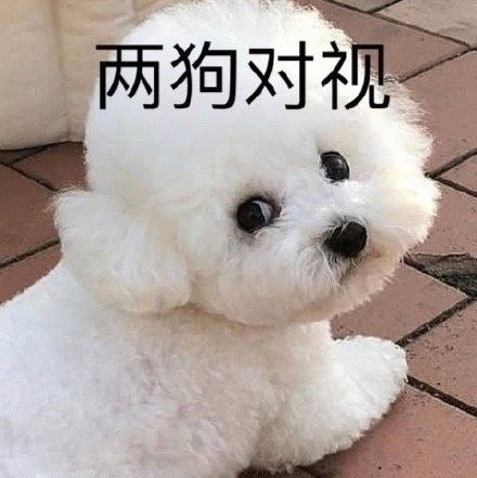  两狗对视表情包有哪些热门两狗对视表情包大全咖绿茵手游站