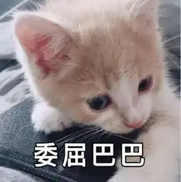  搞笑萌猫表情包求求你嘛,要抱抱