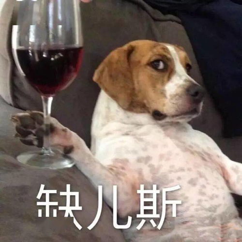 谁喝酒谁是狗表情包狗子