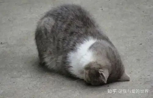  猫有哪些奇葩睡姿