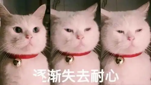 一只白猫旁边一个问号的