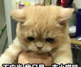 表情包那你看看橘猫