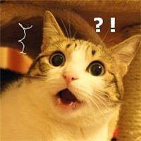  好看的橘猫头像胖乎乎橘猫可爱微信头像