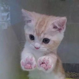  看完这些爆红网络的萌猫丑猫,我怀疑生活中我看到的一定是假猫