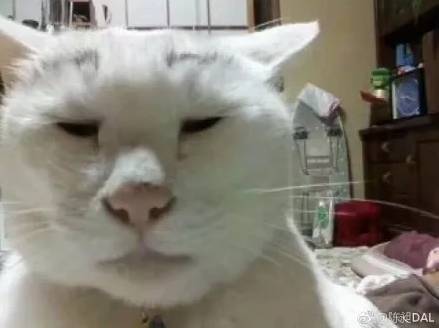  你听说谁拍猫最烂大赛了么