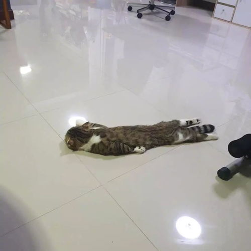  一只超级懒的猫