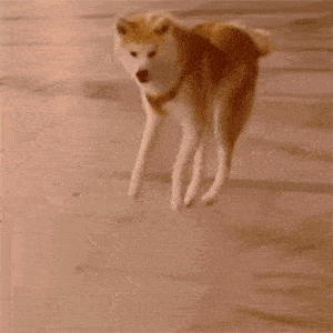 柴犬图片表情包gif狗狗