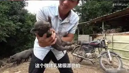 华农兄弟表情包中暑漂亮