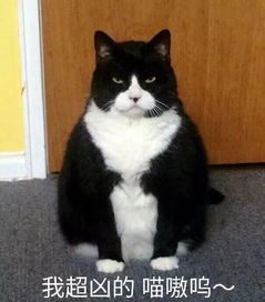  今日表情推荐,125