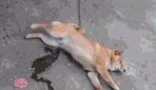  狗狗会做梦么它的梦里都有些啥