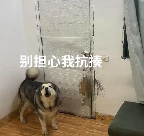  好狗重庆一女子过年回家赖床被骂,狗狗帮堵门不让妈妈踏进卧室