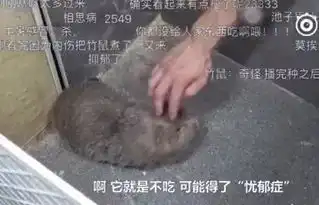 华农兄弟表情包中暑解相