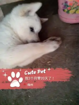  自述小可爱生日快乐