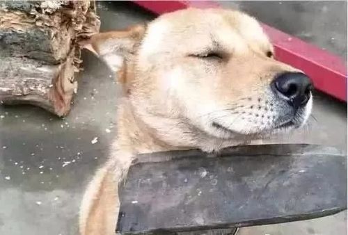 掀桌子表情包我不干了狗