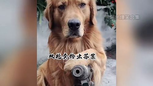  那些表情包出处