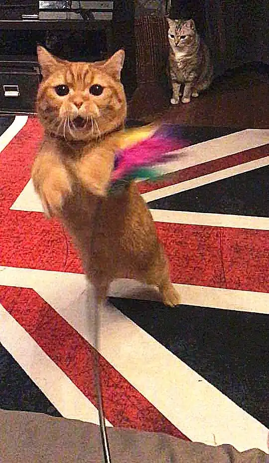  橘猫沉迷于逗猫棒,变成表情包,网友后面那只才是亮点