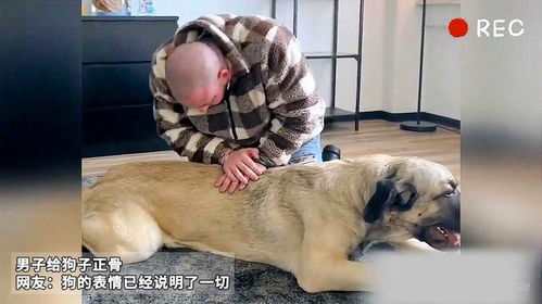  男子给狗狗正骨网友狗的表情已经说明了一切