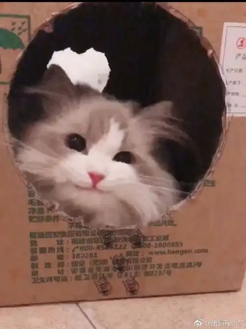 打滚表情包猫猫箱子