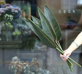  2019年12星座幸运花大揭秘